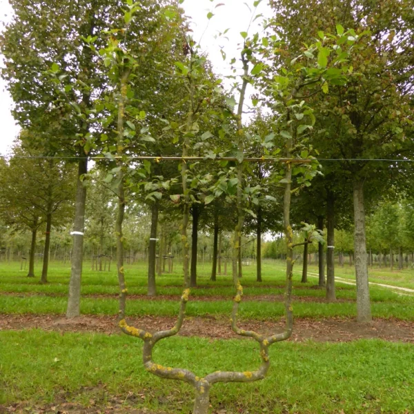 Malus domestica DELBARD ESTIVALE ('Delcorf')' – Appel (cv)