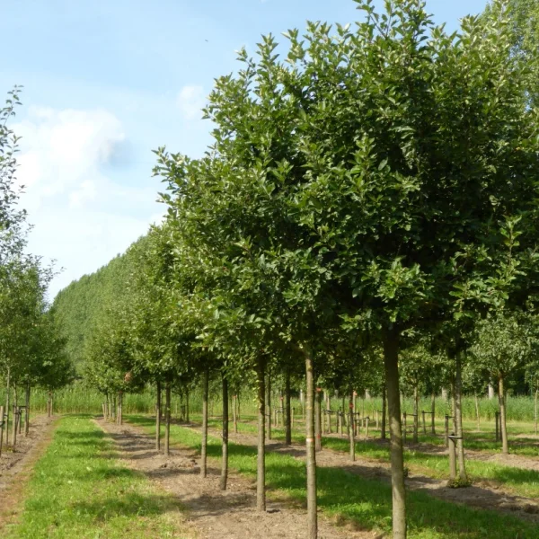 Malus domestica 'Discovery' – Appel (cv)