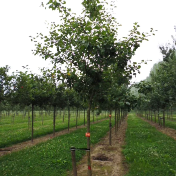 Malus domestica GOUDREINETTE ('Schone van Boskoop') – Appel (cv)