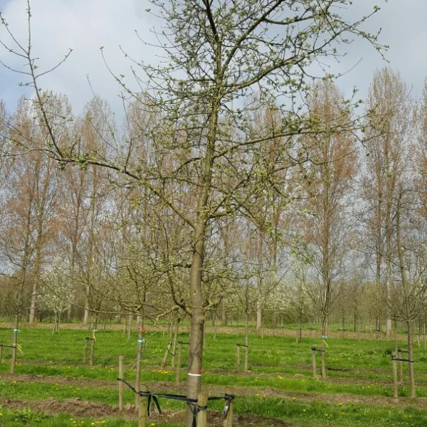 Malus domestica 'Gravensteiner' – Appel (cv)
