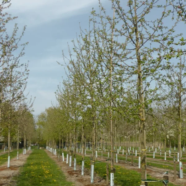 Malus domestica 'Jonagold' – Appel (cv)