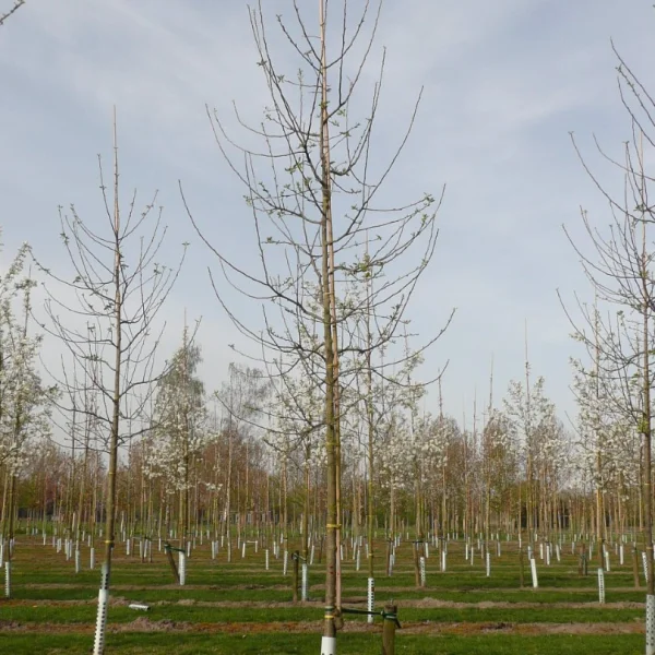 Malus domestica 'Jonathan' – Appel (cv)