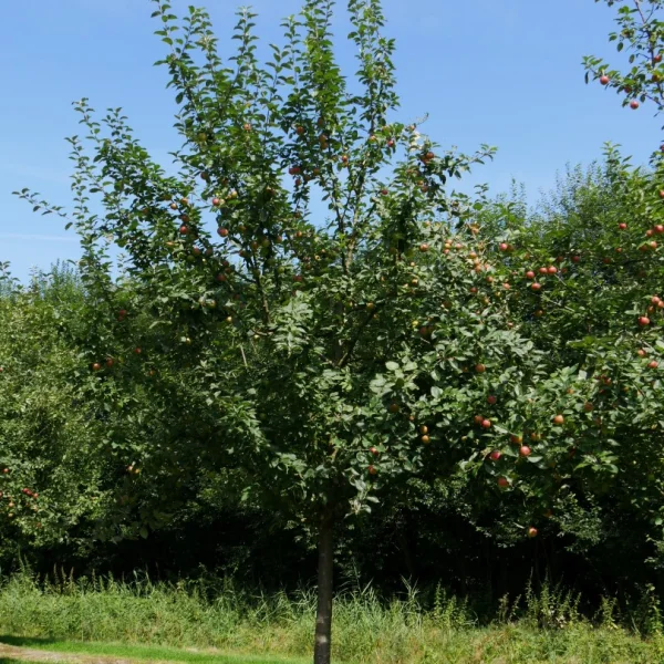 Malus domestica 'Kaiser Wilhelm' – Appel (cv)
