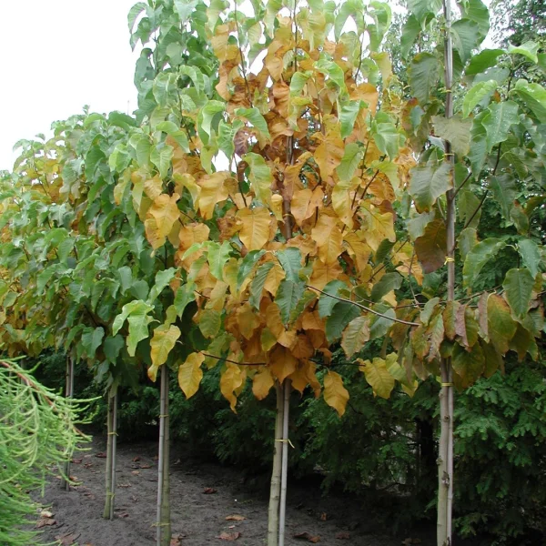 Magnolia acuminata – Bosmagnolia