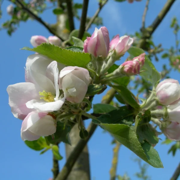 Malus domestica 'Notarisappel' – Appel (cv)