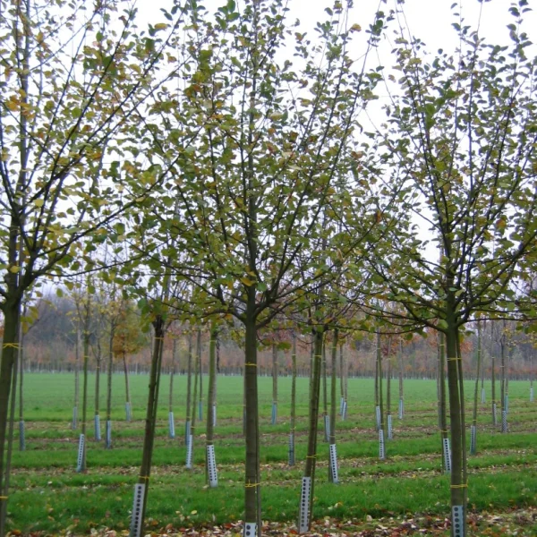 Malus domestica 'Reinette de France' – Appel (cv)