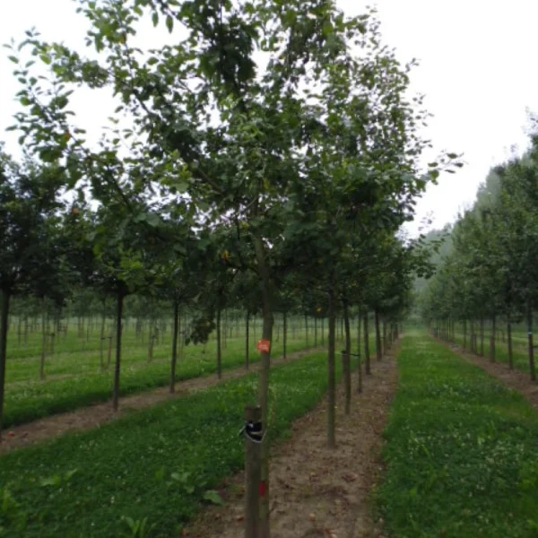 Malus 'Schone van Boskoop' – Appel (cv)