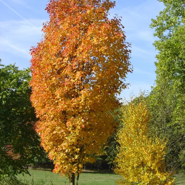 Acer rubrum 'Scanlon' – Zuilvormige rode esdoorn (cv)