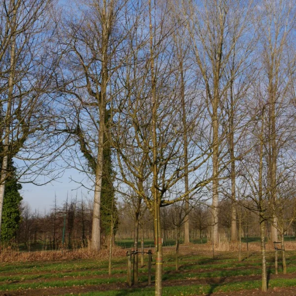 Malus domestica 'Transparante Jaune' – Appel (cv)