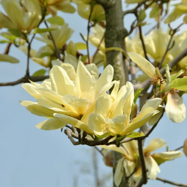 Magnolia 'Elizabeth' – Magnolia (cv)