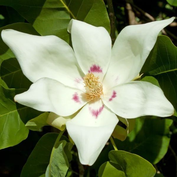 Magnolia denudata – Oosterse magnolia (cv)