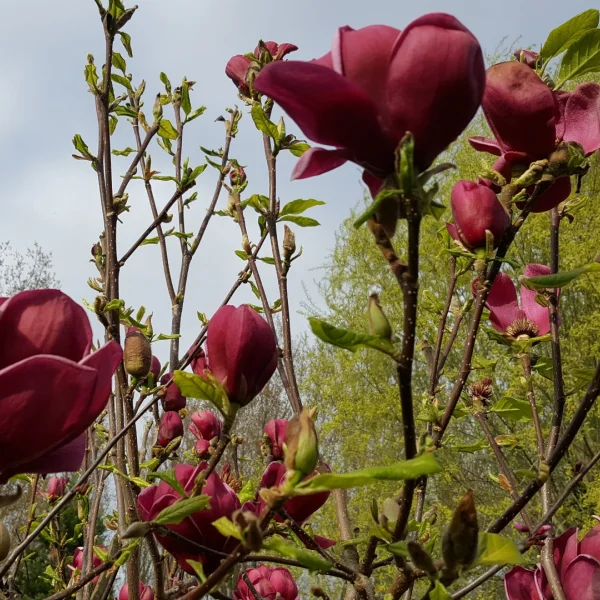 Magnolia 'Genie' – Magnolia (cv)