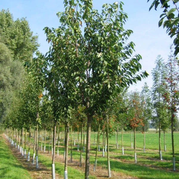 Prunus avium 'Grosse Späte Schwarze Knorpelkirsche' – Zoete kers (cv)