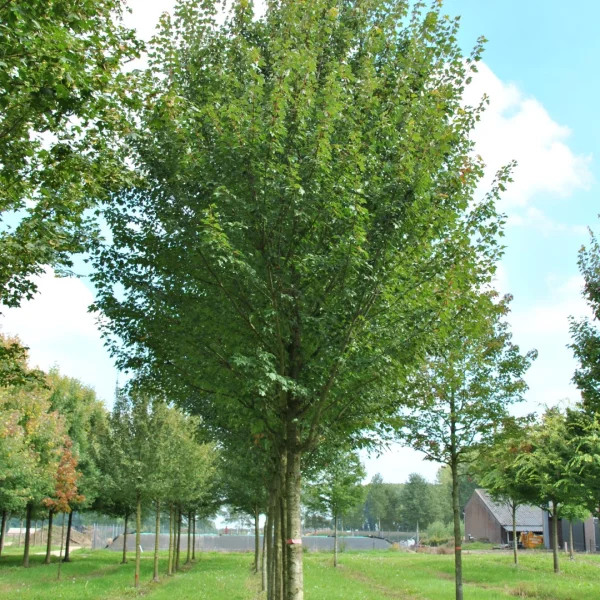 Acer rubrum 'Sun Valley' – Rode esdoorn (cv)