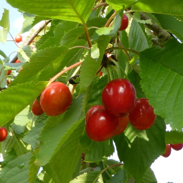 Prunus avium 'Hedelfinger Riesenkirsche' – Zoete kers (cv)