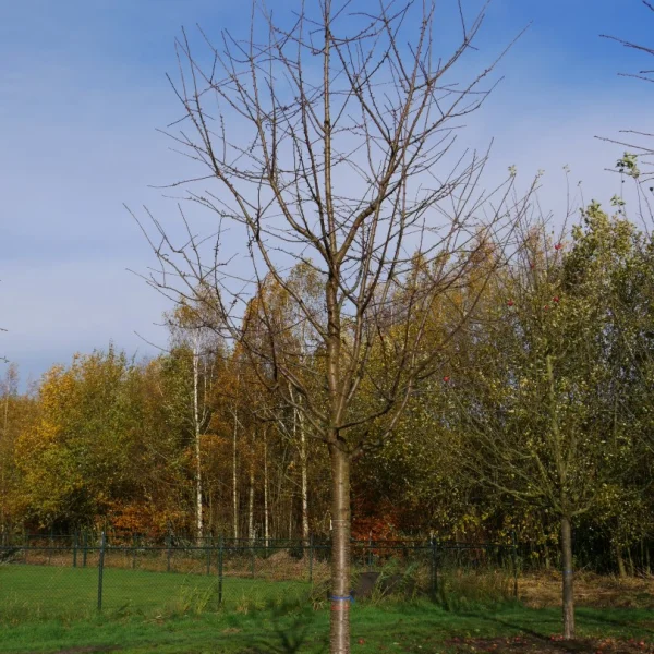 Prunus avium 'Varikse Zwarte' – Zoete kers (cv)