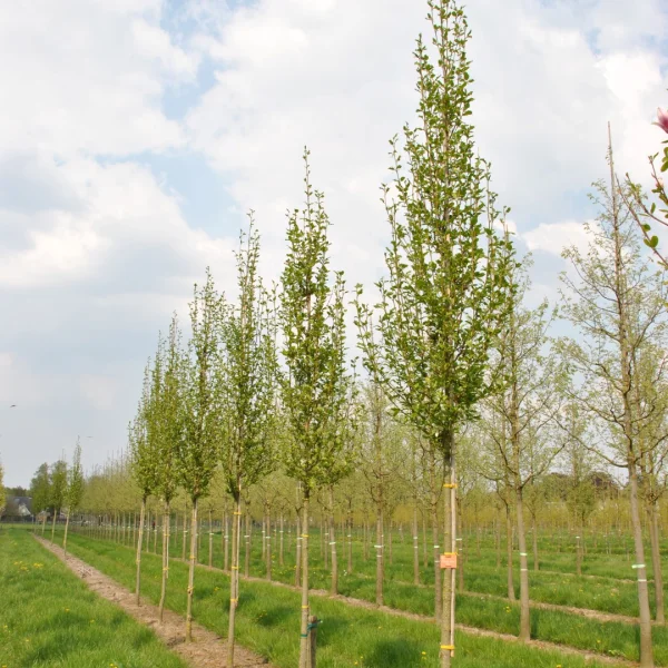 Magnolia kobus ISIS ('Maráczy') – Noordelijke Japanse magnolia (cv)