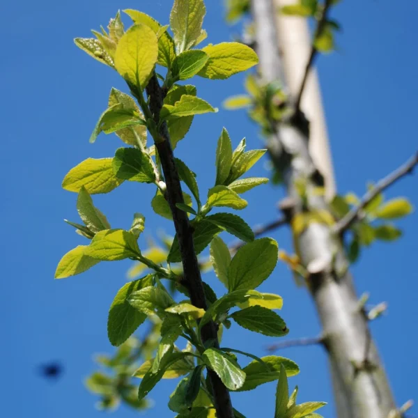 Prunus domestica 'Mirabelle de Nancy' – Pruim (cv)