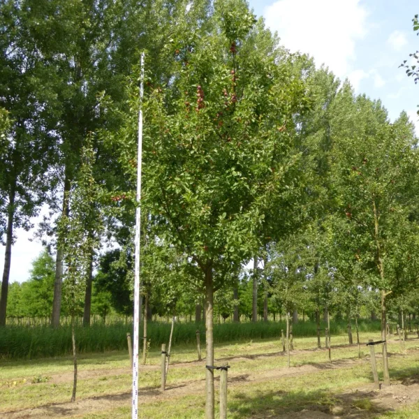 Prunus domestica 'Opal' – Pruim (cv)