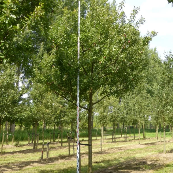 Prunus domestica 'Reine Claude d'Althan' – Pruim (cv)