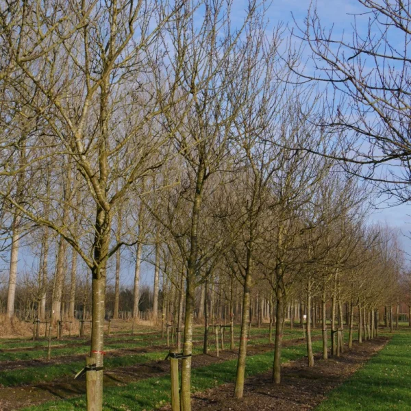 Prunus domestica 'Reine Claude d'Oullins' – Pruim (cv)
