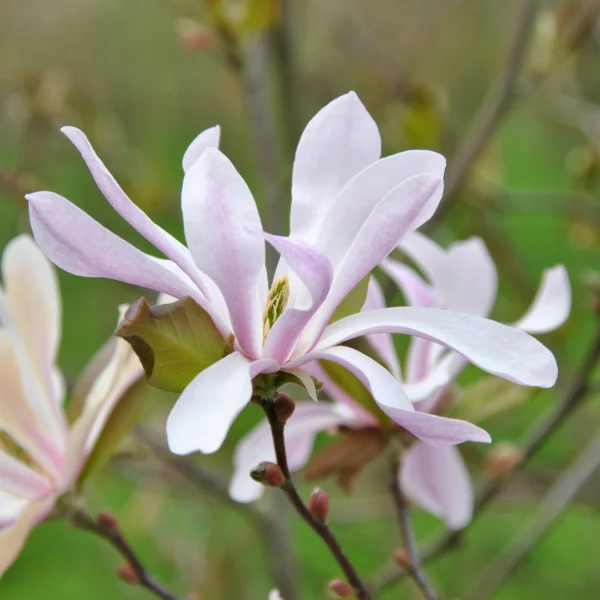 Magnolia ×loebneri 'Leonard Messel' – Magnolia (cv)