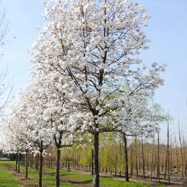 Magnolia ×loebneri 'Merrill' – Magnolia (cv)