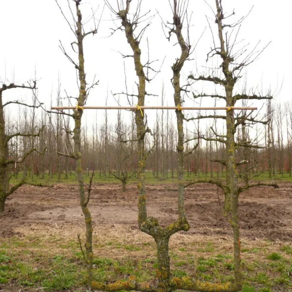 Pyrus communis 'Beurré Hardy'