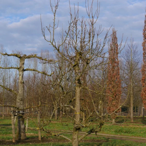 Pyrus communis 'Triomphe de Vienne'