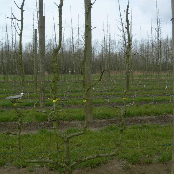 Pyrus communis 'Williams'
