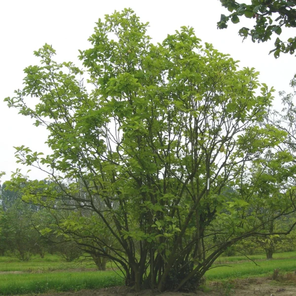 Magnolia ×soulangeana 'Superba' – Magnolia (cv)