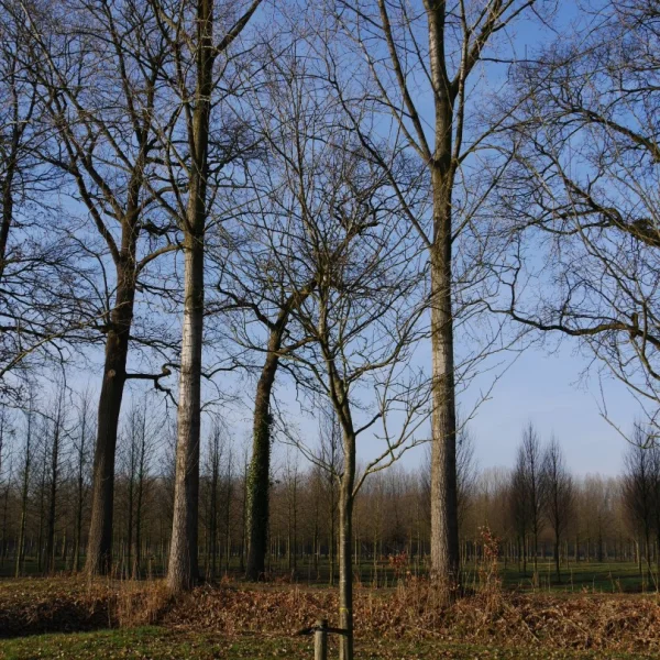 Prunus domestica 'Belle de Louvain' – Pruim (cv)