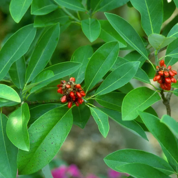 Magnolia virginiana – Moerasmagnolia