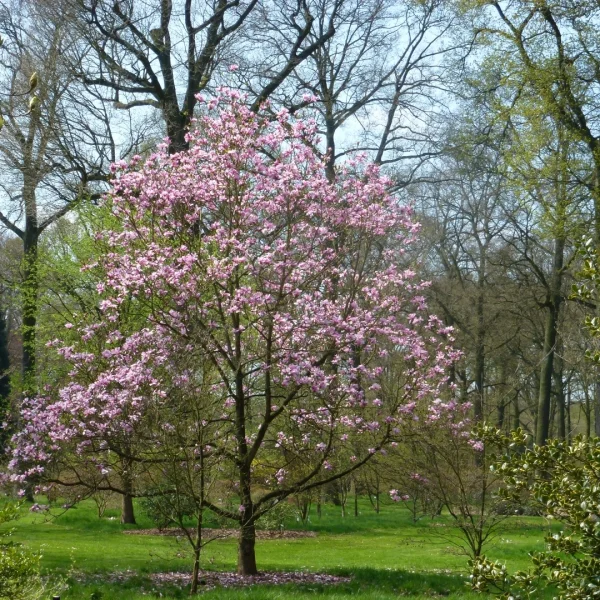 Magnolia 'Galaxy' – Magnolia (cv)