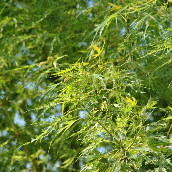 Acer saccharinum 'Born's Gracious' – Zilveresdoorn (cv)