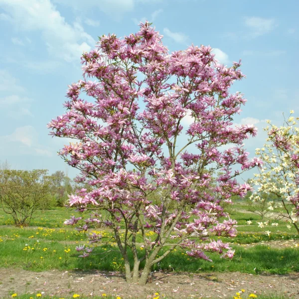Magnolia 'Seven Sisters' – Magnolia (cv)