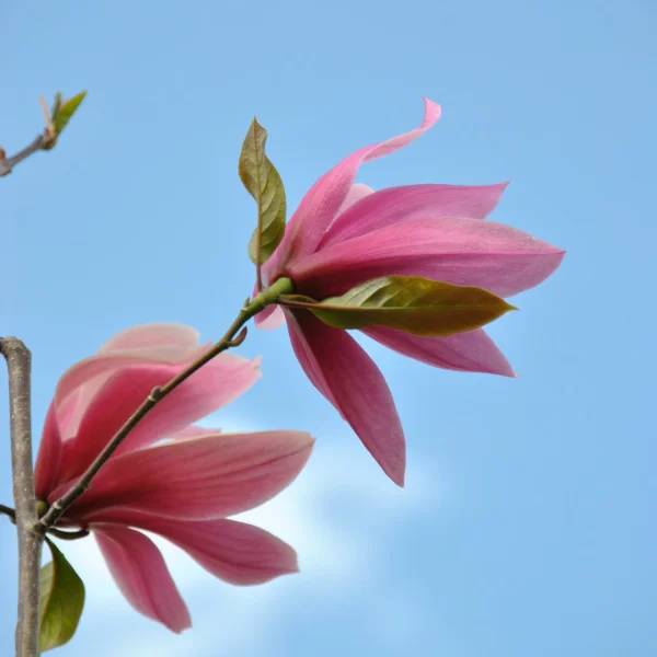 Magnolia 'Spectrum' – Magnolia (cv)