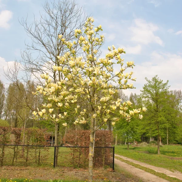 Magnolia 'Yellow Lantern' – Magnolia (cv)