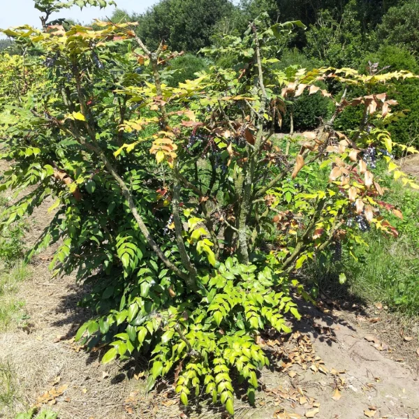 Mahonia bealei – Mahonia