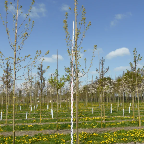 Acer saccharum 'Astis' – Suikeresdoorn (cv)