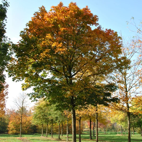 Acer saccharum 'Legacy' – Suikeresdoorn (cv)