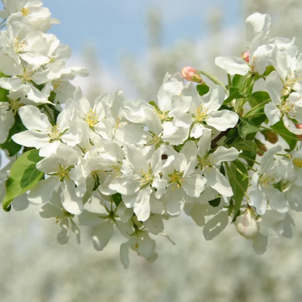 Malus baccata 'Street Parade' – Kersappel, sierappel (cv)