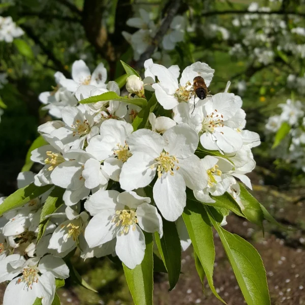 Malus robusta 'Persicifolia' – Sierappel