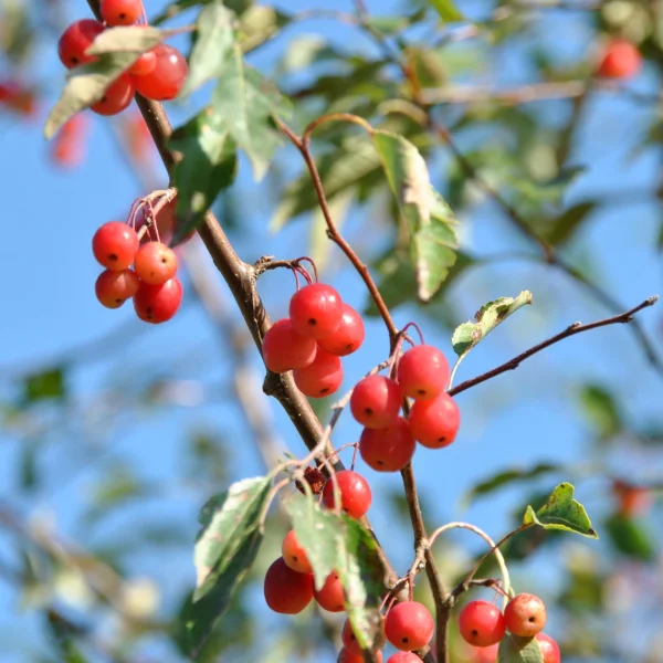 Malus toringoides 'Mandarin' – Sierappel (cv)