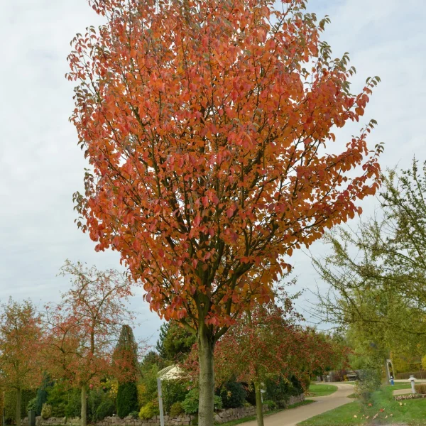 Malus tschonoskii – Sierappel (cv)