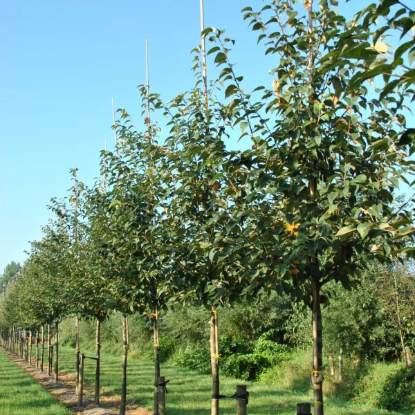 Malus yunnanensis var. veitchii – Sierappel