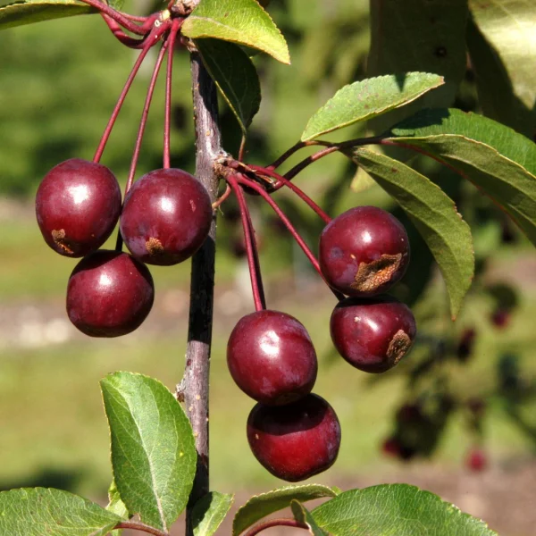 Malus 'Adams' – Sierappel (cv)
