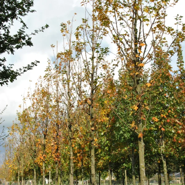 Acer saccharum 'Newton Sentry' – Suikeresdoorn (cv)