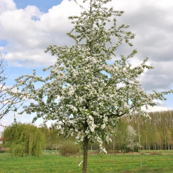 Malus 'Professor Sprenger' – Sierappel (cv)