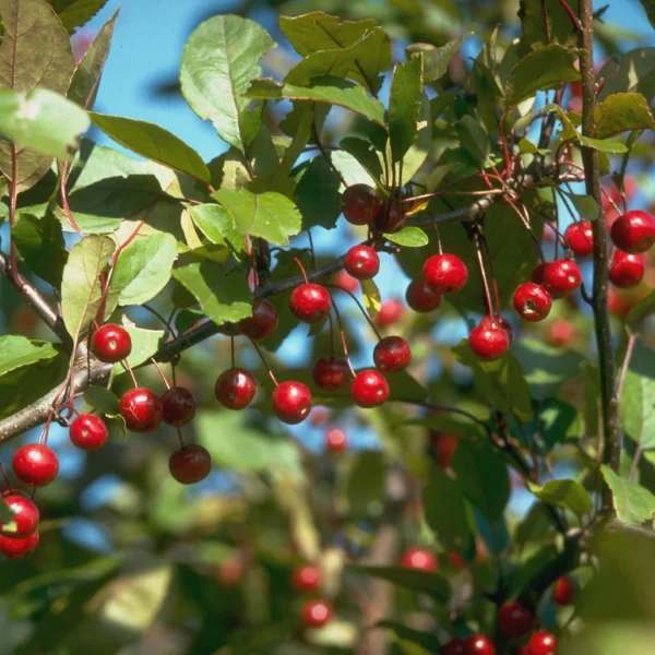 Malus 'Profusion' – Sierappel (cv)